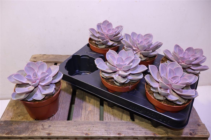 <h4>arr8 Echev Purple Pearl</h4>