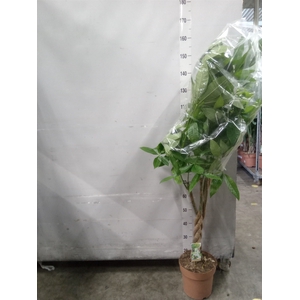 Pachira aquatica