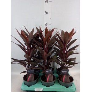 Cordyline fruti. 'Tango'