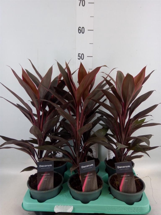 <h4>Cordyline fruti. 'Tango'</h4>