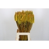 Kniphofia Eycone Yellow