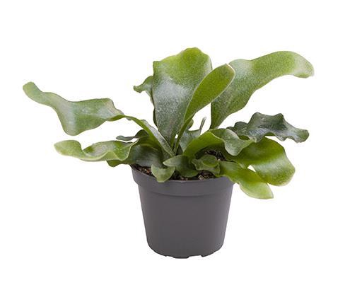 <h4>PLATYCERIUM GRANDE</h4>