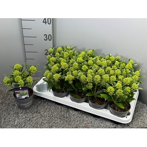 Skimmia japonica 'White Dwarf'