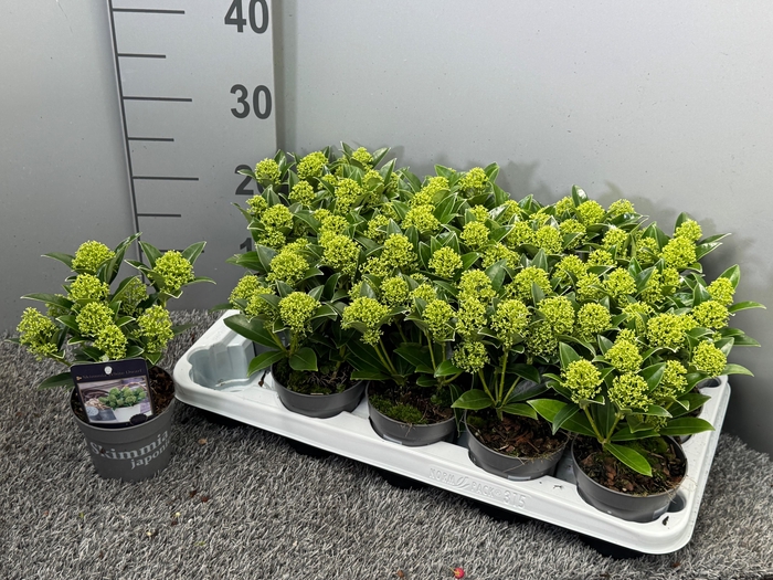 <h4>Skimmia japonica 'White Dwarf'</h4>