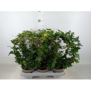 Hedera   ...green leafed