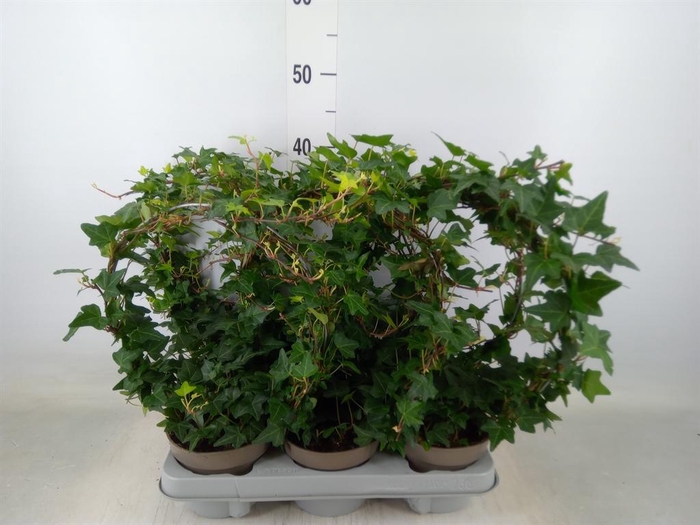 <h4>Hedera   ...green leafed</h4>