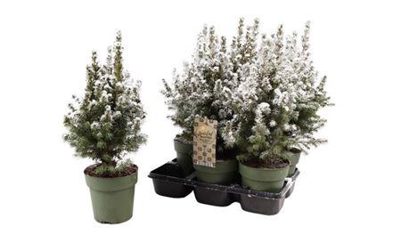 Picea Gl December + Snow