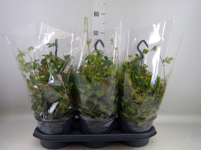 <h4>Parthenocissus  'Sugar Vine'</h4>