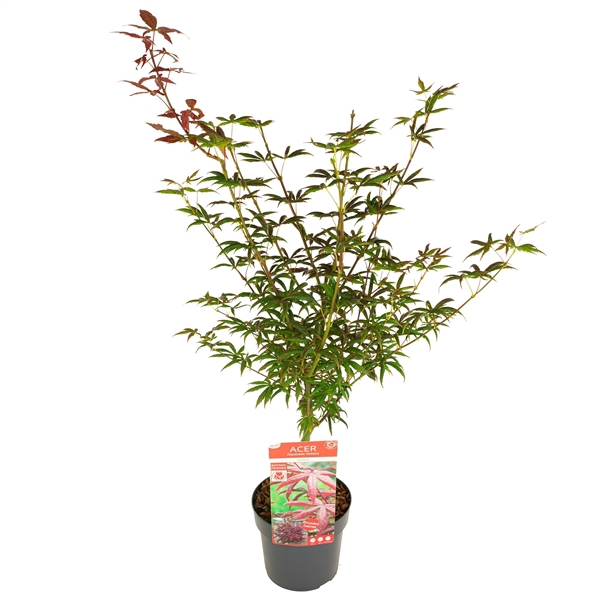 <h4>Acer palm. 'Starfish' ® PREMIUM</h4>