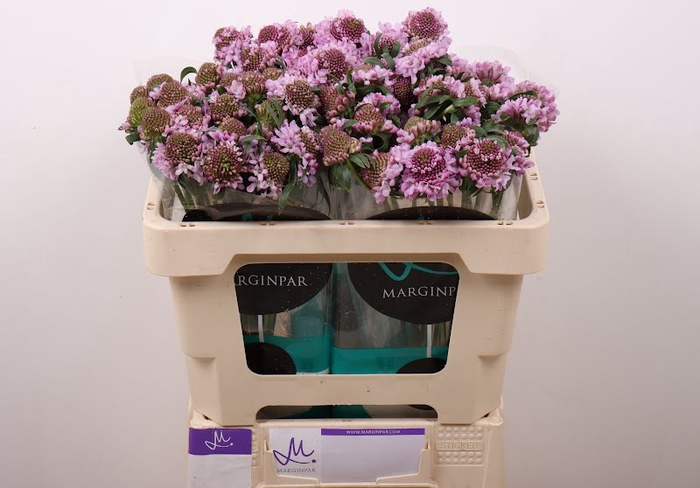 <h4>Scabiosa Saura Marginpar</h4>