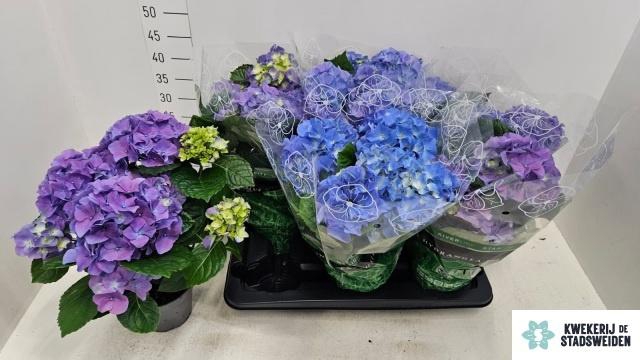 <h4>HYDR M EARLY BLUE</h4>