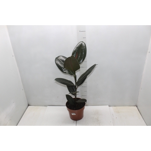 FICUS ELASTICA BURGUNDY P17