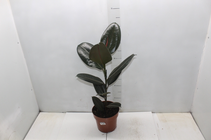 <h4>FICUS ELASTICA BURGUNDY P17</h4>