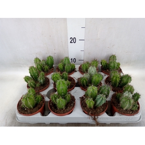 Polaskia chichipe