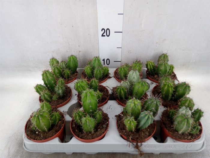<h4>Polaskia chichipe</h4>