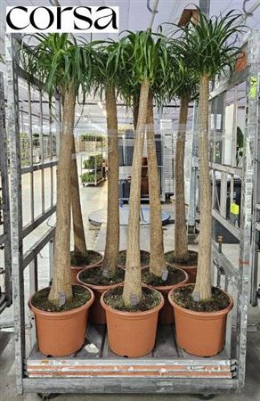 <h4>Beaucarnea Recur</h4>