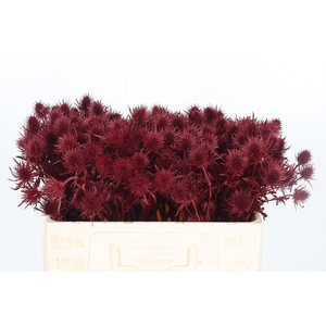 Eryn Supernova Kl Bh Bordeaux