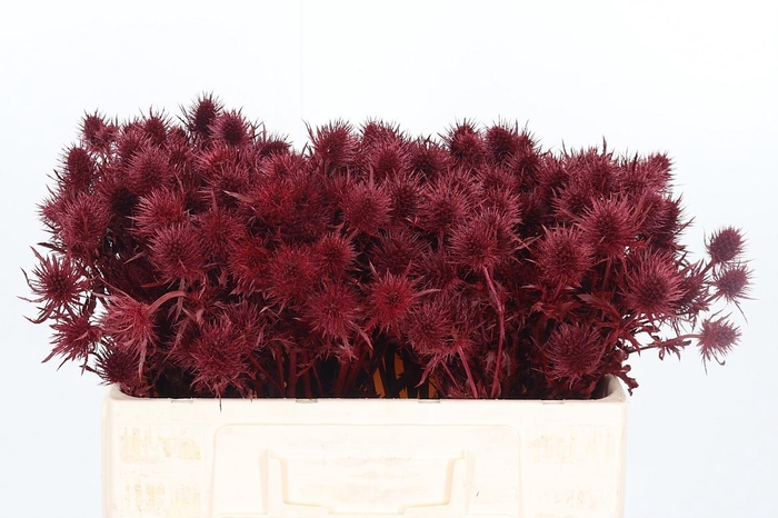 <h4>Eryn Supernova Kl Bh Bordeaux</h4>