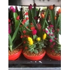 Arrangementen Cactus H%