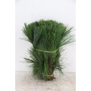 PINUS STROBUS PER STEM 035CM