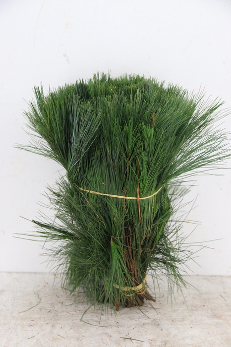 <h4>PINUS STROBUS PER STEM 035CM</h4>