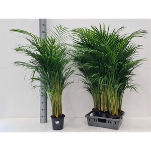 Areca lutescens 19Ø 120cm 20pp