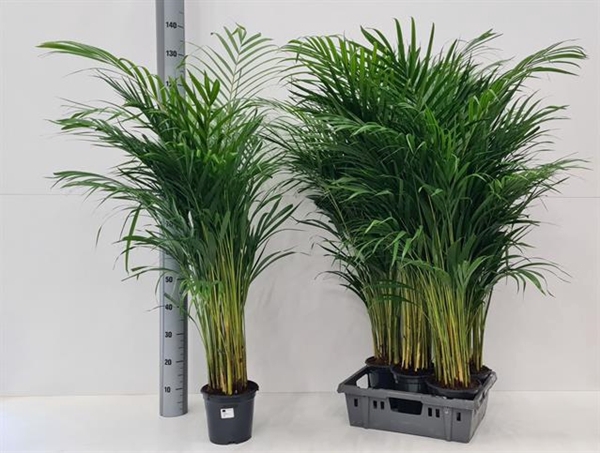 Areca lutescens 19Ø 120cm 20pp