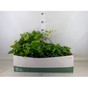Hedera helix 'Mein Herz'