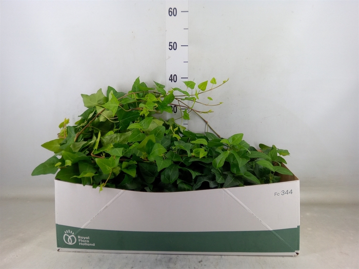 <h4>Hedera helix 'Mein Herz'</h4>