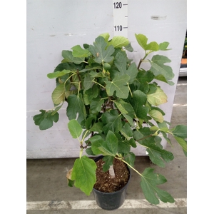Ficus carica