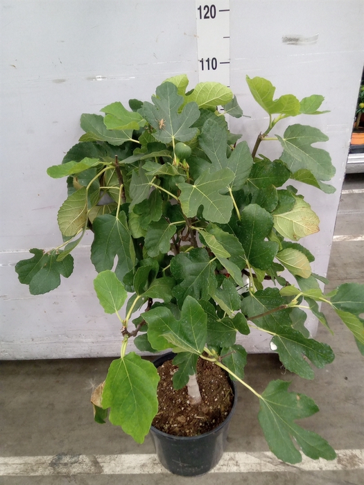 <h4>Ficus carica</h4>