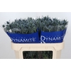 Eryngium Blue Dynamite