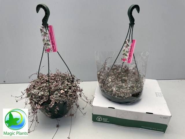 <h4>CEROP WO VARIEGATA</h4>