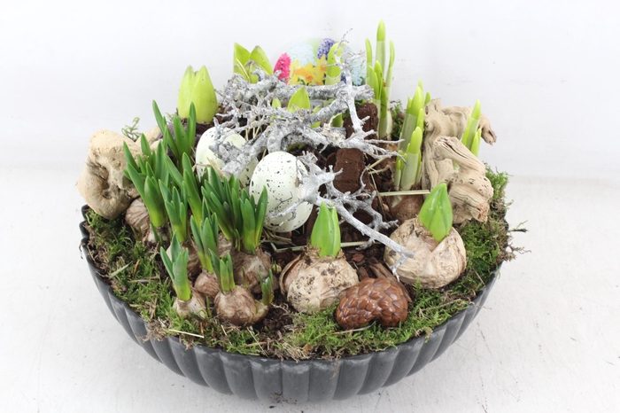 <h4>arr4 Bollenmix VL - Kunstst. schaal XL x2</h4>