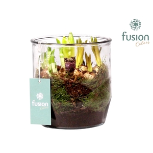 Glazen pot Dirk met Narcis D15 H20