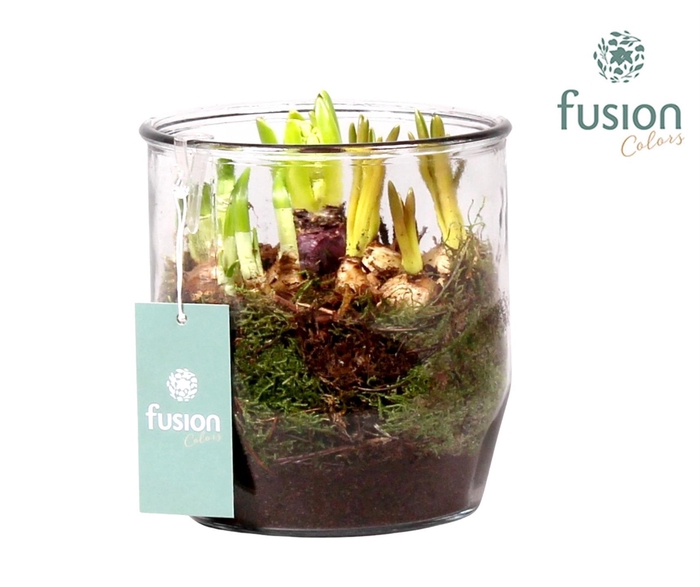 <h4>Glazen pot Dirk met Narcis D15 H20</h4>