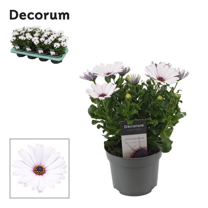 Osteospermum wit Ice, beperkt leverbaar