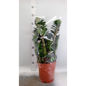 Zamioculcas zamiifolia 'Zenzi'