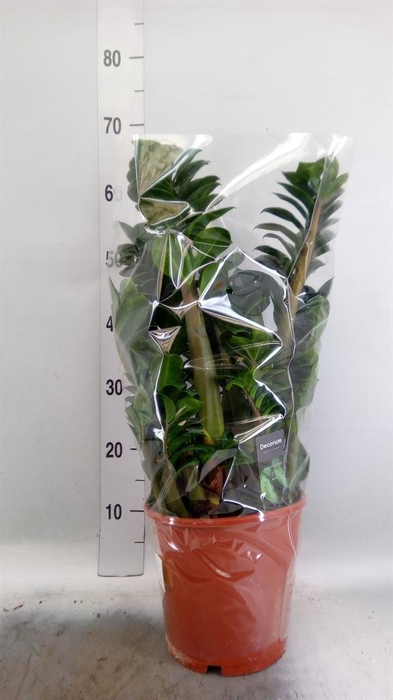 <h4>Zamioculcas zamiifolia 'Zenzi'</h4>