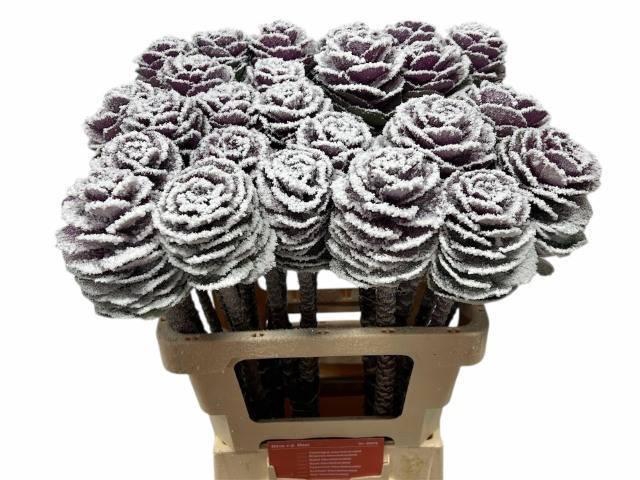 <h4>BRASS KLB H%</h4>