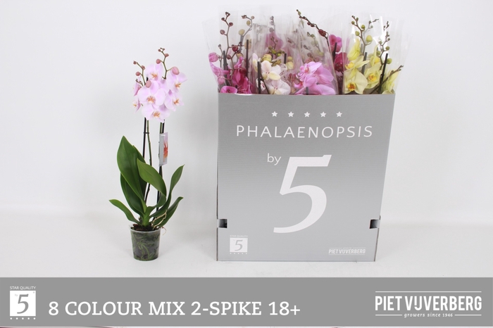<h4>PHAL GEM 8 KL</h4>