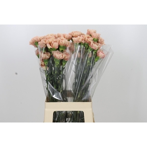Dianthus St Honey
