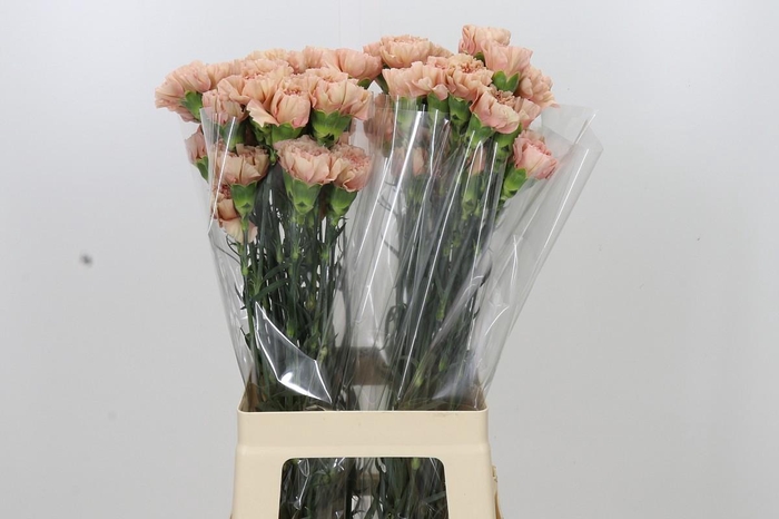 <h4>Dianthus St Honey</h4>