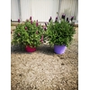 Lavandula overig