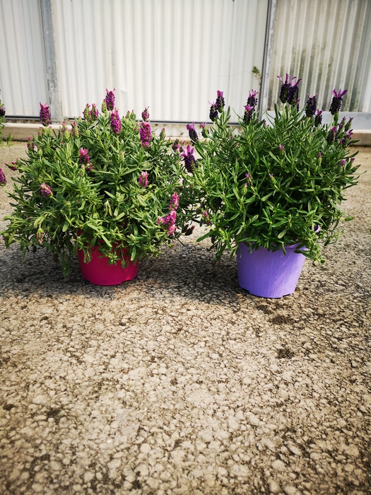 Lavandula overig