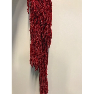 Amaranthus burgundy red stabi