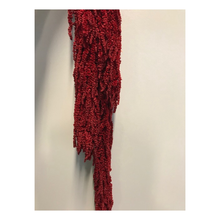 <h4>Amaranthus burgundy red stabi</h4>