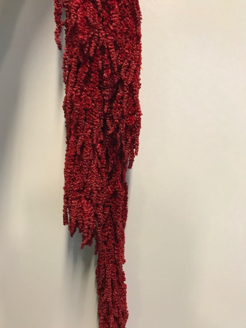 Amaranthus burgundy red stabi