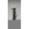 CEAN TH REPENS