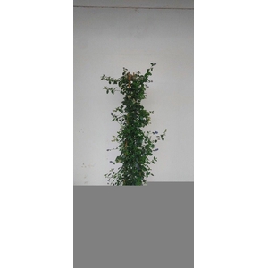 CEAN TH REPENS